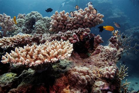 What Is Being Done To Protect Coral Reefs From Climate Change World