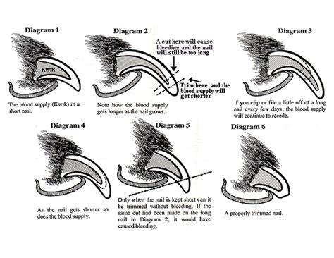 Road's End Papillons : Papillon, Phalene , Dog Toenail Care