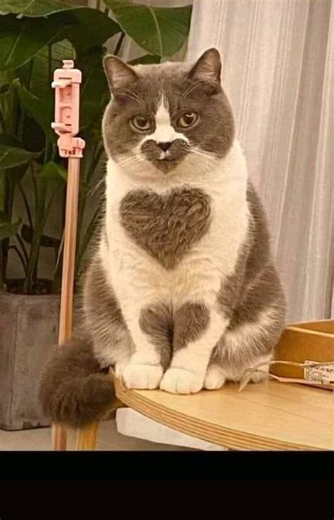 Salah satu hal yang menarik dari kucing adalah tampang dan ulahnya yang lucu. 100 Gambar Kucing Lucu Banget Bikin Ketawa - Kucing.co.id