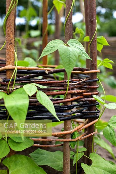 Gap Gardens Phaseolus Vulgaris Beans Climbing On Willow Wigwam