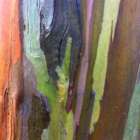 The Bark Of An Eucalyptus Tree Is Multicolored With Green Purple And