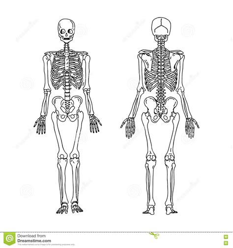 Human body all 206 bones. Illustration Vector Hand Draw Doodles Of Human Skeleton From The Stock Vector - Illustration of ...