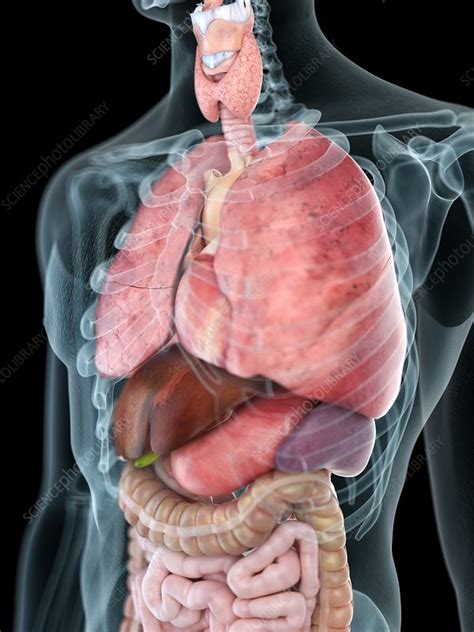 I use them almost daily as reference for my anatomy course. Illustration of a man's thorax anatomy - Stock Image ...