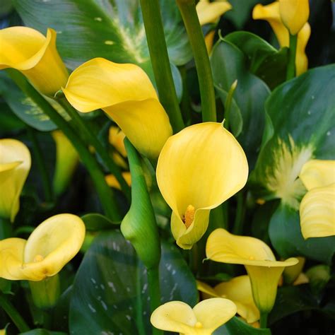Can You Plant Calla Lilies Outside Idea Chocmales