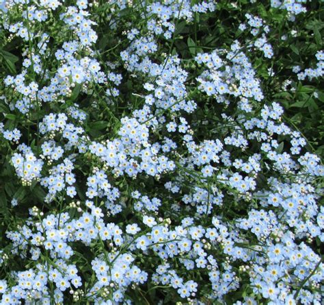 Want to get rid of your weeds? pictures of michigan wildflowers | Blue wildflowers ...