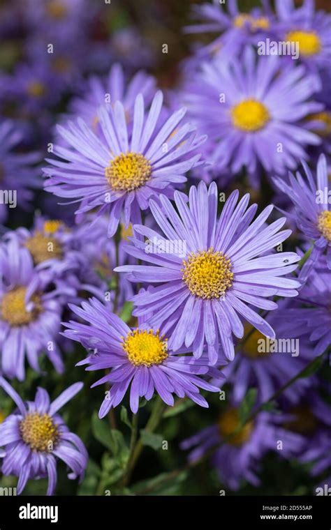 Purple Aster Flowers Macro Aster Novi Belgii Stock Photo Alamy