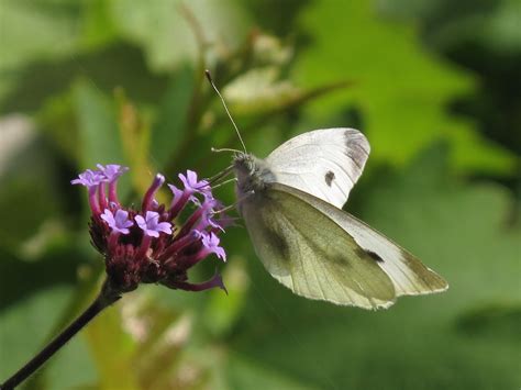 Bugblog Small White Or Small Ultraviolet Butterfly