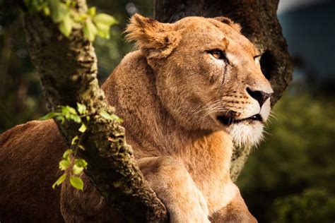 Female Lion Female Lion Lion Safari Park