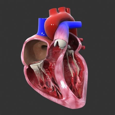 Human Heart Medical Animation Model Turbosquid 1227482