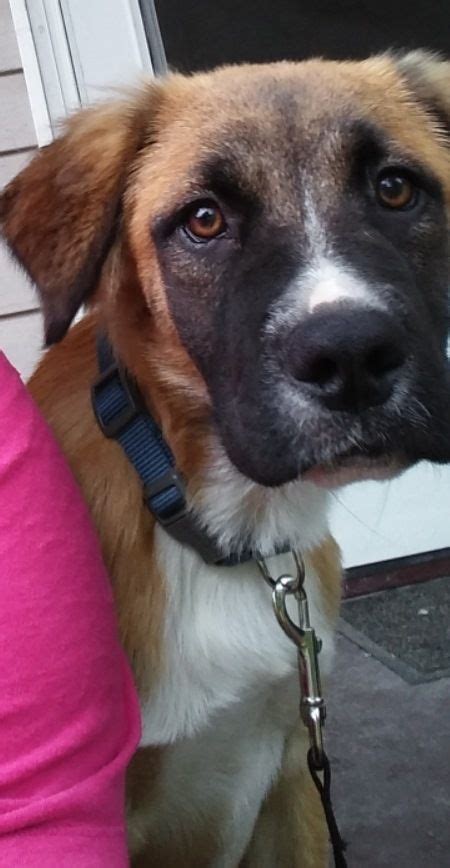 Carnations, daisies, irises, lilies, orchids, roses, sunflowers Owen is an adoptable Retriever searching for a forever ...