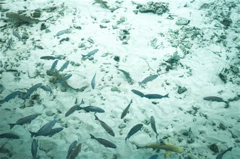Fish Swim In The Ocean Maldives Stock Photo Image Of Reef Deep