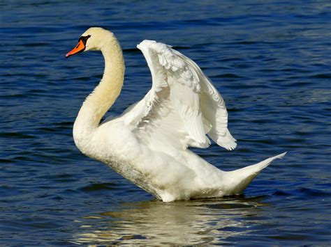 Free Images Nature Wing White River Beak Feather Birds Swan