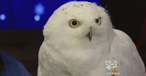 Theyre Gonna Be A Real Hoot National Aviary Welcomes 2 New Snowy Owls