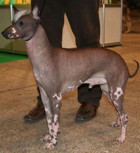 15 Strange And Unusual Dog Breeds Page 2 Of 5