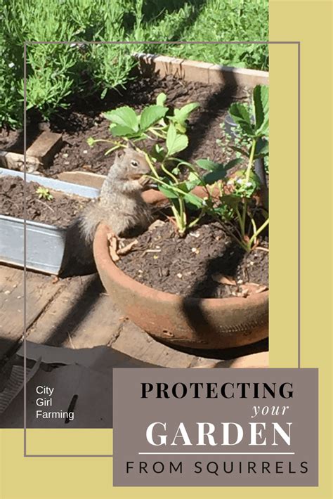How To Protect Your Garden From Squirrels City Girl Farming