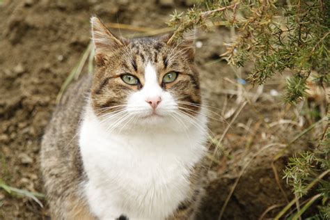Gümüşhane karayolu üzerinde ve trabzon'a 29 km uzaklıktadır. "Macka", Bosnien, 2010 Foto & Bild | tiere, haustiere ...