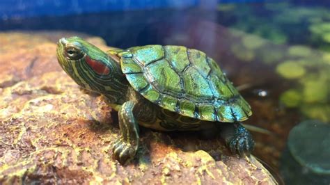 Baby Red Eared Slider Hatchling Turtles In 55 Gallon Aquarium Filmed