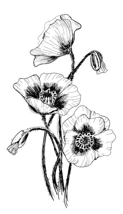Poppies Poppy Drawing Flower Art Drawing Flower Sketches