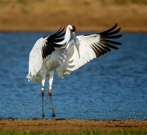 The Whooping Crane Grus Americana The Tallest North American Bird