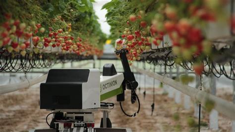 Could Robots Solve The Labor Shortage On British Farms Marketplace