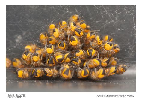 Araneus Diadematus Spiderlings Cluster · David Kennard Photography