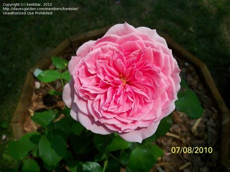 Plantfiles Pictures English Rose Austin Rose Pretty