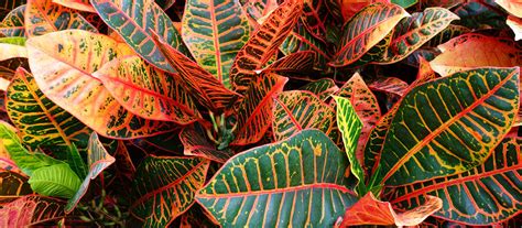 Baby's tears (soleirolia soleirolii) | shop online for plants bangalo. 5 Idee per Decorare Casa in Autunno