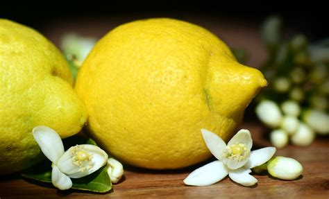 26 Fun And Fascinating Facts About Lemons Tons Of Facts