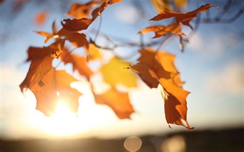 Wallpaper Sunlight Fall Leaves Reflection Closeup Branch