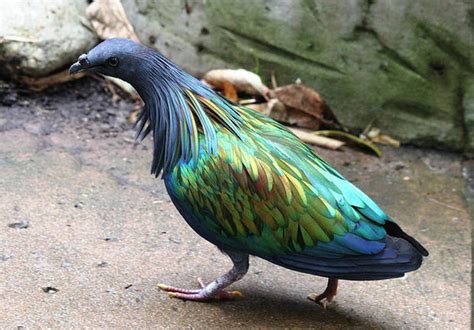 This Colorful Pigeon Is The Dodos Closest Living Relative EEJournal