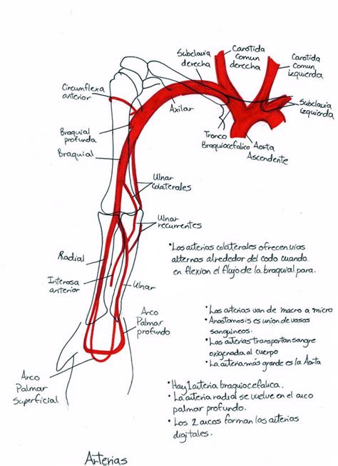 Arteries Of Upper Limb Gross Anatomy Upper Limb Vasculature Images