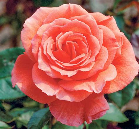 Rosa Tropicana Hybrid Tea Rose