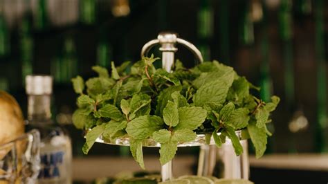 Derma Roller for Hair Growth: The Ultimate Guide (2023 Edition)