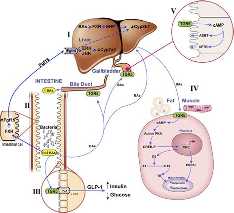 Review Mechanisms Of How The Intestinal Microbiota Alters The Effects