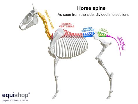 Horse Anatomy Diagrams Of Horse Body Parts Equishop Equestrian Shop
