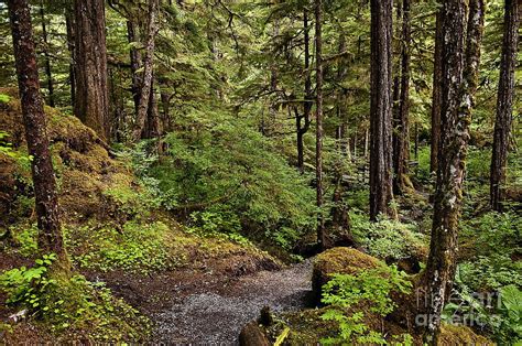 Tongass National Forest Photograph By John Greim