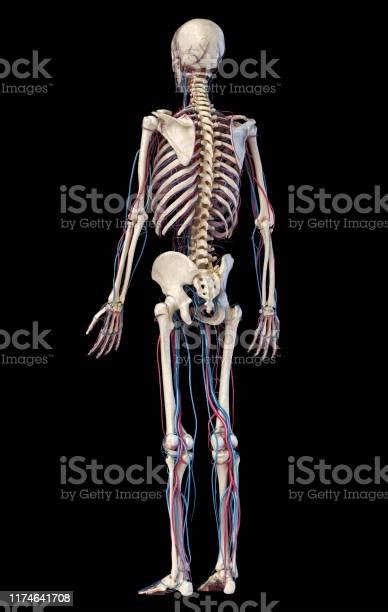 Human Body Anatomy Skeleton With Veins And Arteries Back Perspective