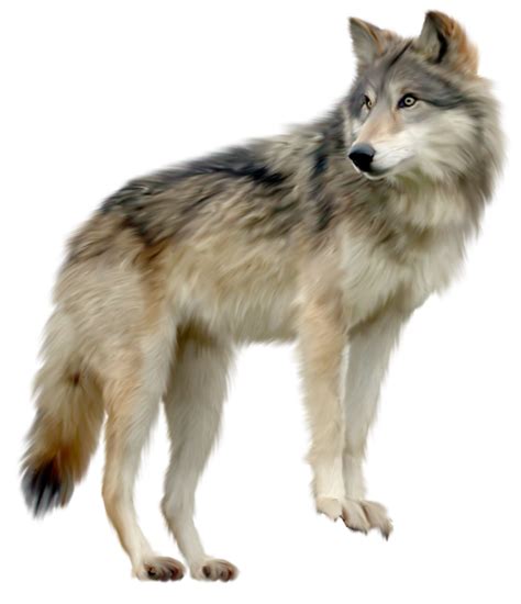 Let us feast of it. Wolf PNG Transparent Images | PNG All