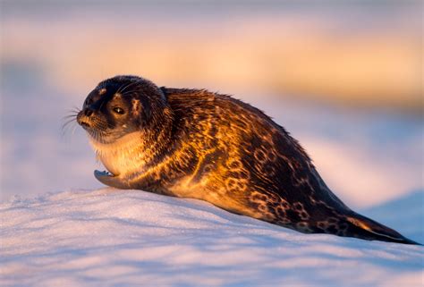 Ringed Seal Creature Feature