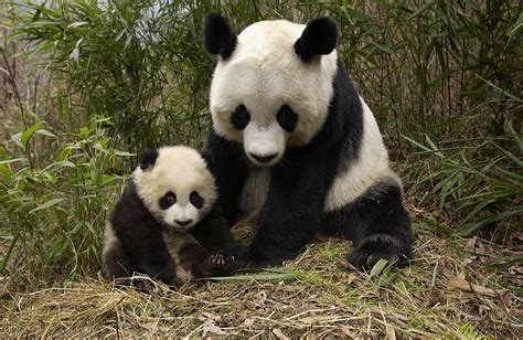 Giant Panda Ailuropoda Melanoleuca Photograph By Katherine Feng