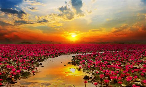 Scarica e invia gratuitamente tramite whatsapp, facebook o bellissimi fiori e farfalle per ragazze. Lotus Flower - Everything You Need to Know