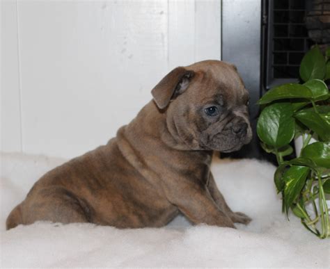 Olde English Bulldogges Puppies for Sale, Oregon — Pacific Northwest