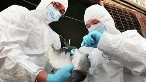 Storia di come la stampa reagì davanti alla minaccia di un contagio senza cure. CINA Influenza aviaria, confermata la prima trasmissione ...