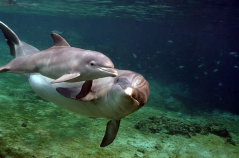 Dolphin Photos Dolphin Quest