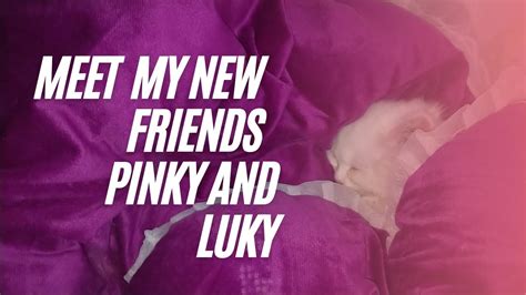 Meet My New Friendscute Kittenluky And Pinky Youtube