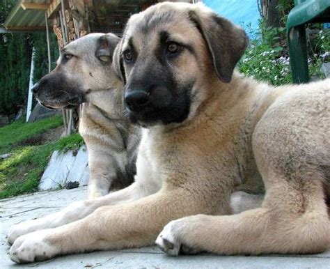 Kangal jung hier verkaufe ich mein wach hund.er ist 2 jahre alt und ist nicht kastriert. kangals | Hunde, Kangal hund und Wolf hunde