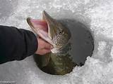 Images of Ice Fishing Pike