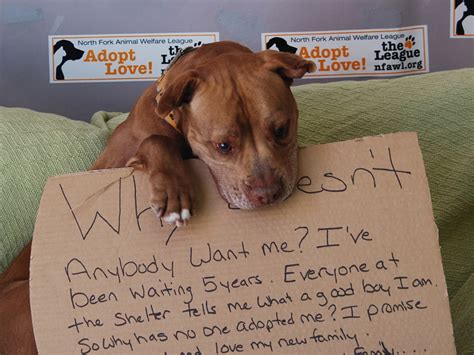Viral Photo Gets New York Shelter Dog Chester Adopted After 5 Years