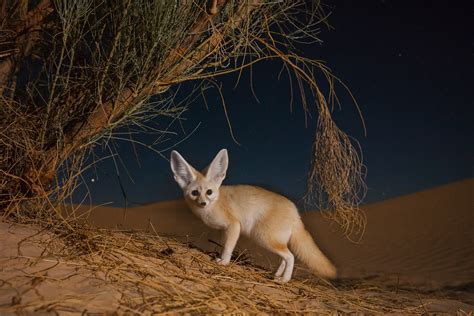 Top 165 Desert Animals Video