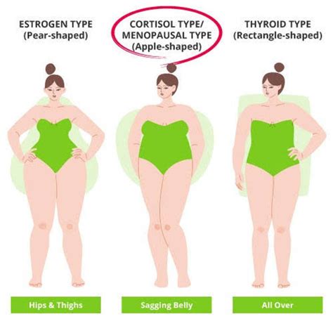 Understanding Estrogen Estrone 17β Estradiol Estriol Belly Fat And Menopause